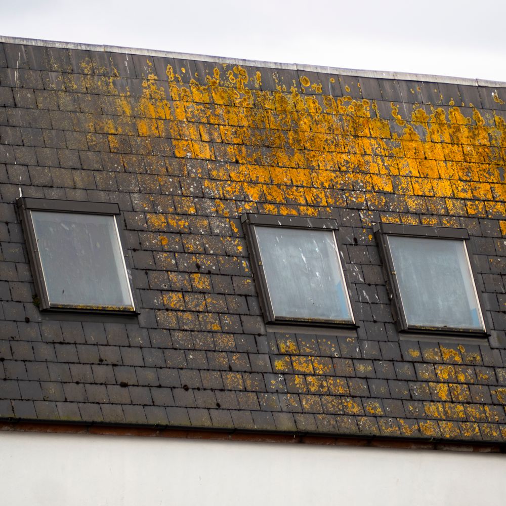 Dark streaks and lichen on asphalt shingles near skylights